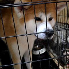 可愛いのにパワフルでやんちゃな翔です！秋田犬 − 長野県