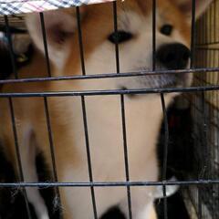 可愛いのにパワフルでやんちゃな翔です！秋田犬 - 犬