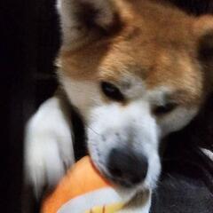 可愛いのにパワフルでやんちゃな翔です！秋田犬 - 安曇野市