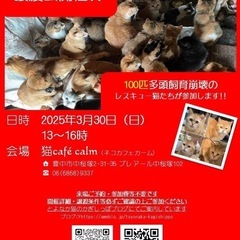 3月30日猫譲渡会！in豊中　多頭飼育崩壊の子達のみです！