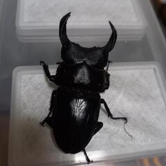 オオクワガタの中古が安い！激安で譲ります・無料であげます