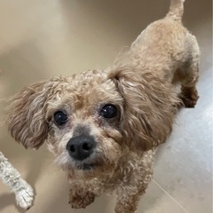 人懐っこさ半端ない元気いっぱいプーリーちゃん - 安曇野市