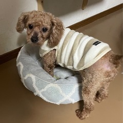 人懐っこさ半端ない元気いっぱいプーリーちゃん - 犬