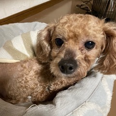 人懐っこさ半端ない元気いっぱいプーリーちゃん − 長野県