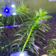 ミナミヌマエビ20匹