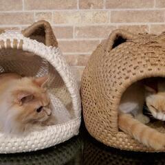 猫つぐら(猫ちぐら)を一緒に作ってみたい方いらっしゃいませんか？？ - 長野市