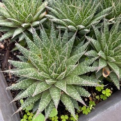多肉植物：アロエ 綾錦*の画像