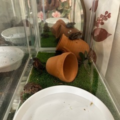 小さいヒキガエル