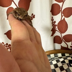 小さいヒキガエルの画像