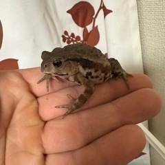 小さいヒキガエルの画像