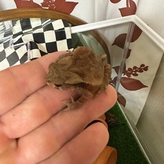 小さいヒキガエルの画像