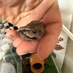 小さいヒキガエルの画像
