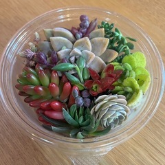 多肉　盛り合わせ