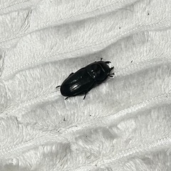 パラワンヒラタ 新成虫メス単品