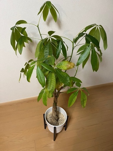 観葉植物 パキラ 1鉢 鉢付き