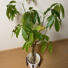 観葉植物 パキラ 1鉢 鉢付き 