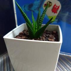 観葉植物　ジュウニノマキ(ハオルチア)の画像