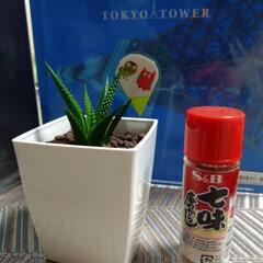 観葉植物　ジュウニノマキ(ハオルチア)の画像