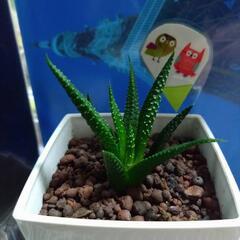 観葉植物　ジュウニノマキ(ハオルチア)の画像