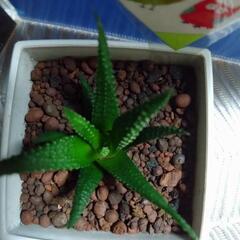 観葉植物　ジュウニノマキ(ハオルチア)の画像