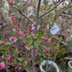 花カイドウの画像