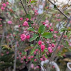 花カイドウの画像