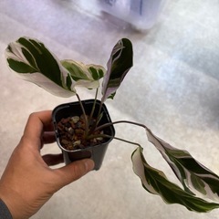 カラテアの中古が安い！激安で譲ります・無料であげます｜ジモティー