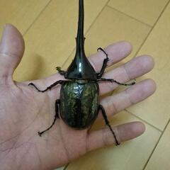 ヘラクレスオオカブトムシ　雄1頭の画像