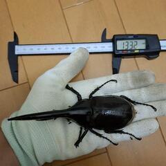 ヘラクレスオオカブトムシ　雄1頭