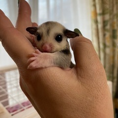 ❤️モザイクベビー❤️