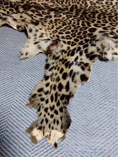 【希少】ヒョウ剥製敷物　全長173cm 横幅135