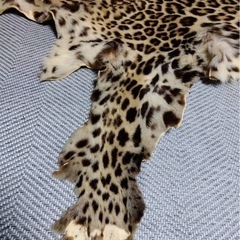 【希少】ヒョウ剥製敷物　全長248cm　国際希少野生動植物種登録票付 ヒョウ剥製 ※国際希少野生動植物種登録票(取得済)