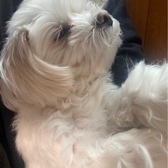 マルチーズ　９歳　女の子 - 犬