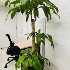 観葉植物　180㎝の画像