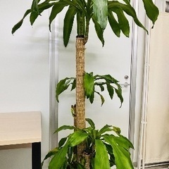 観葉植物　180㎝