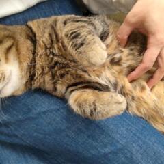 ビックリするくらい甘えん坊な地域猫🐱【里親さん決まりました。譲渡完了です】 − 大阪府