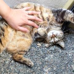 ビックリするくらい甘えん坊な地域猫🐱【里親さん決まりました。譲渡完了です】 - 里親募集