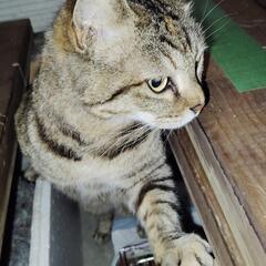 ビックリするくらい甘えん坊な地域猫🐱【里親さん決まりました。譲渡...