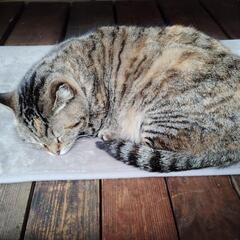 ビックリするくらい甘えん坊な地域猫🐱【里親さん決まりました。譲渡完了です】 - 高石市
