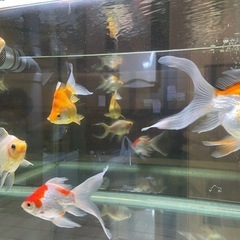 金魚　新潟産
タマサバの画像
