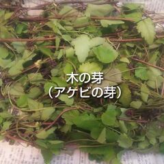 アケビの芽 木の芽 山菜 農薬不使用 約190g前後 天ぷら おひたし等にの画像