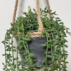 ニトリ　造花の画像