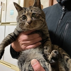 🐈‍⬛新しいお家探してます🐈‍⬛ - 猫