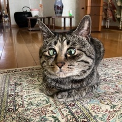 🐈‍⬛新しいお家探してます🐈‍⬛ - 山本郡