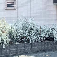 ユキヤナギ①の画像
