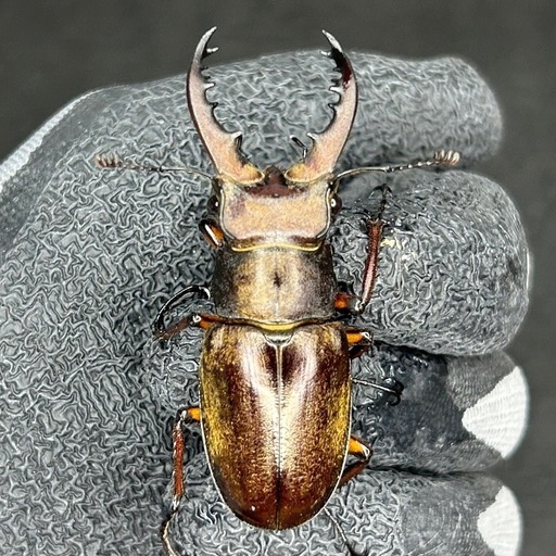 激レア 立派 カッコいい 特大サイズ 70mm越え ミヤマクワガタ オス 激レア 立派 カッコいい 特大サイズ 70mm越え ミヤマクワガタ オス