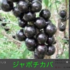 ジャボチカバ
