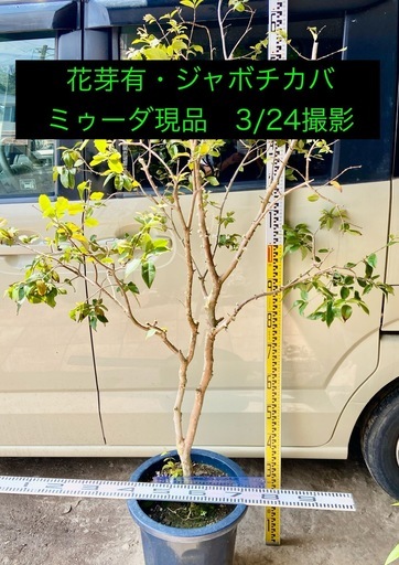 ジャボチカバ