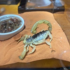 デザートヘアリースコーピオン2匹＆タランチュラ1匹 デザートヘアリースコーピオン2匹＆タランチュラ1匹