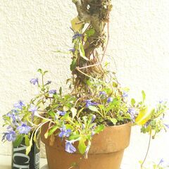 ヒメキランソウ